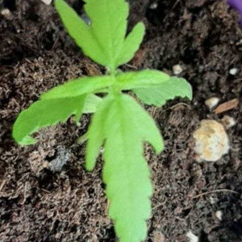 Chalu-day growlog photo: Sin novedad 