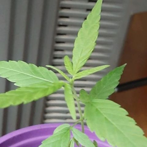 Chalu-day growlog photo: Sin novedad 