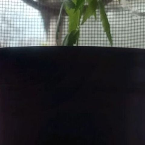 Chalu-day growlog photo: Sin novedad 