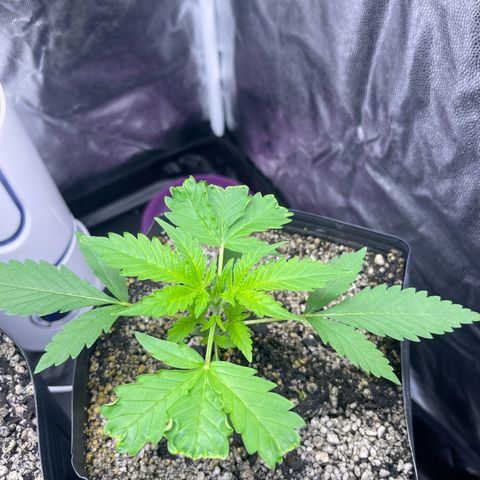 AK 47 growlog timeline photo