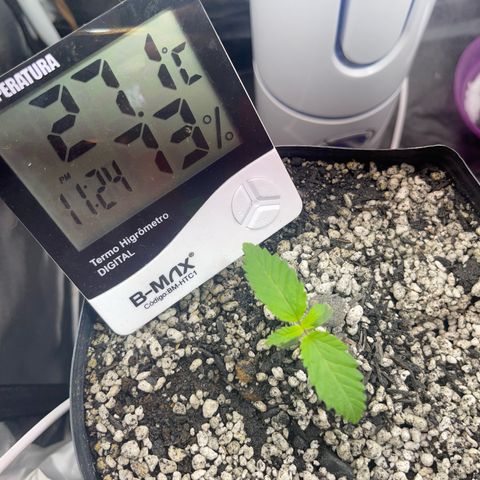 Critical Orange Punch growlog timeline photo