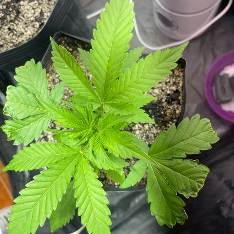 AK 47 growlog timeline photo