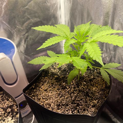 AK 47 growlog timeline photo