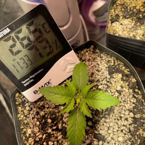 Critical Orange Punch growlog timeline photo