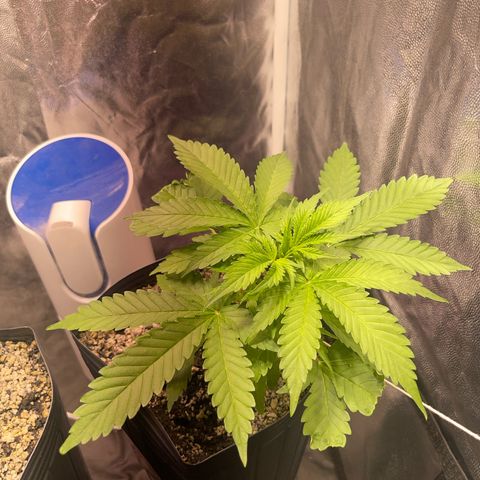 AK 47 growlog timeline photo