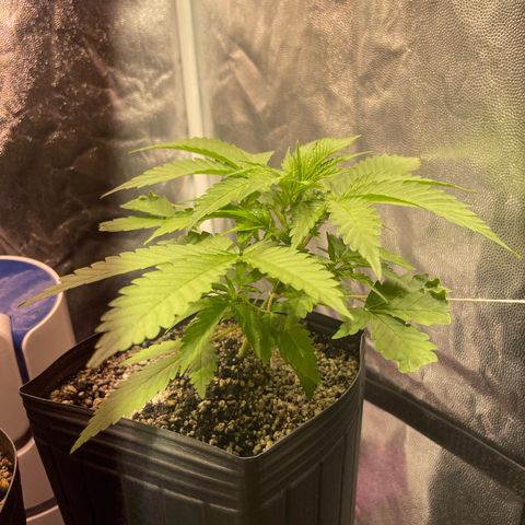 AK 47 growlog timeline photo