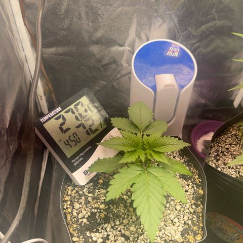 Critical Orange Punch growlog timeline photo