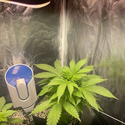 AK 47 growlog timeline photo