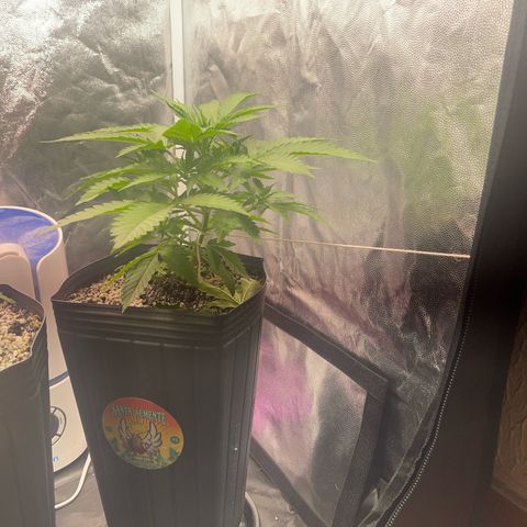AK 47 growlog timeline photo