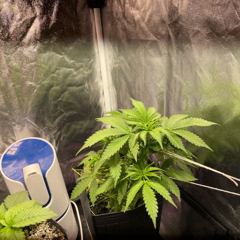 AK 47 growlog timeline photo