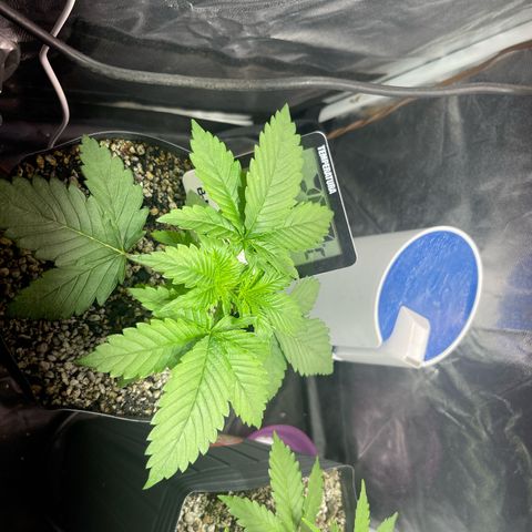 Critical Orange Punch growlog timeline photo