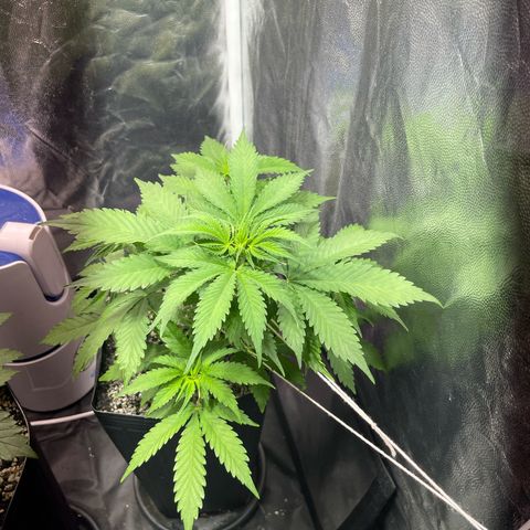 AK 47 growlog timeline photo