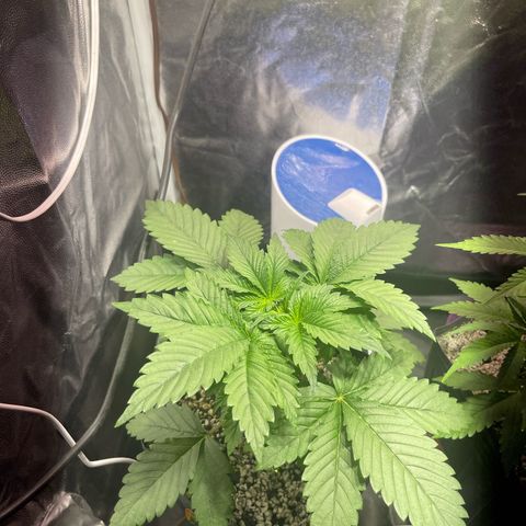 Critical Orange Punch growlog timeline photo