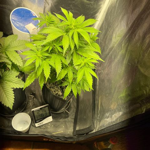 AK 47 growlog timeline photo
