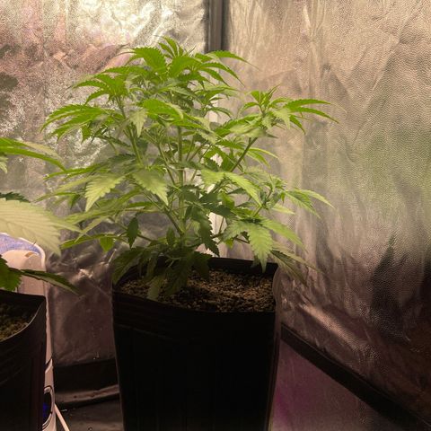 AK 47 growlog timeline photo