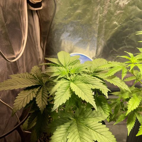 Critical Orange Punch growlog timeline photo