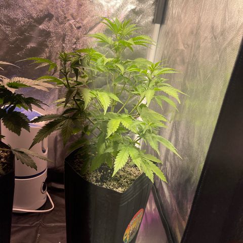 AK 47 growlog timeline photo