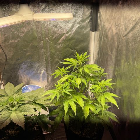AK 47 growlog timeline photo