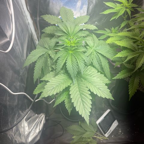 Critical Orange Punch growlog timeline photo