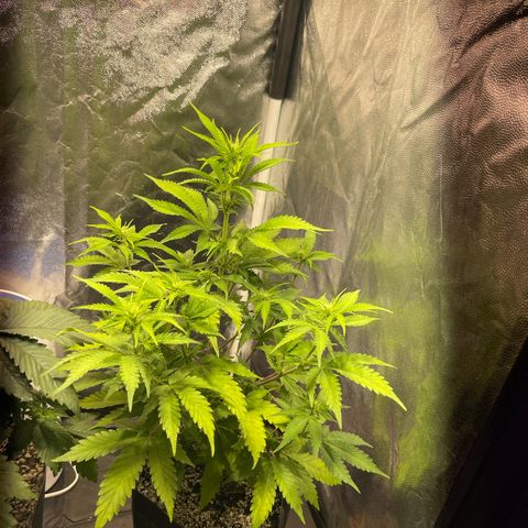 AK 47 growlog timeline photo