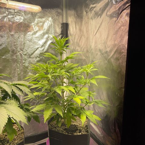AK 47 growlog timeline photo