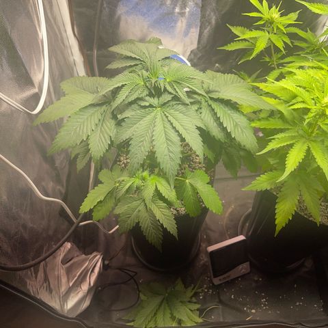 Critical Orange Punch growlog timeline photo