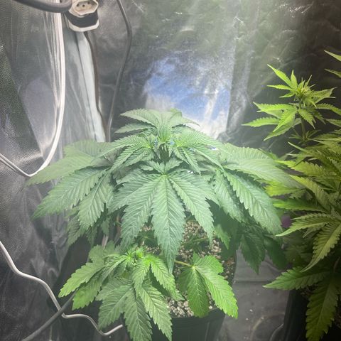 Critical Orange Punch growlog timeline photo