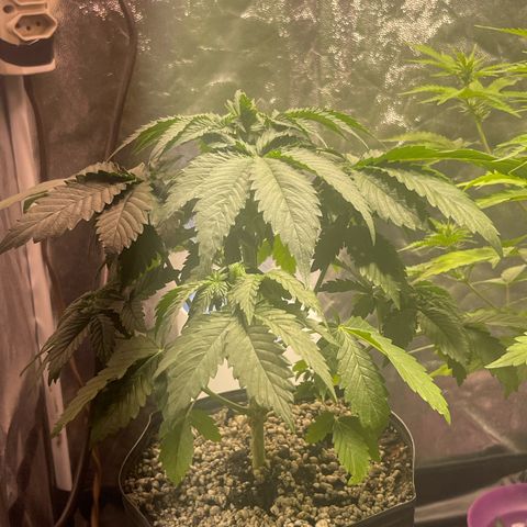 Critical Orange Punch growlog timeline photo