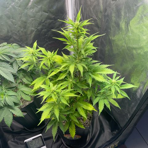 AK 47 growlog timeline photo