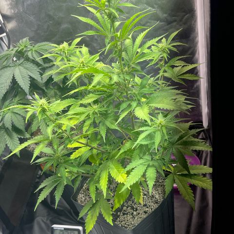 AK 47 growlog timeline photo