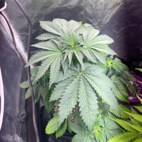 Critical Orange Punch growlog timeline photo