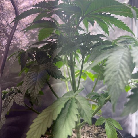 Critical Orange Punch growlog timeline photo