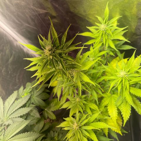 AK 47 growlog timeline photo