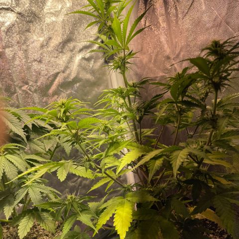 AK 47 growlog timeline photo