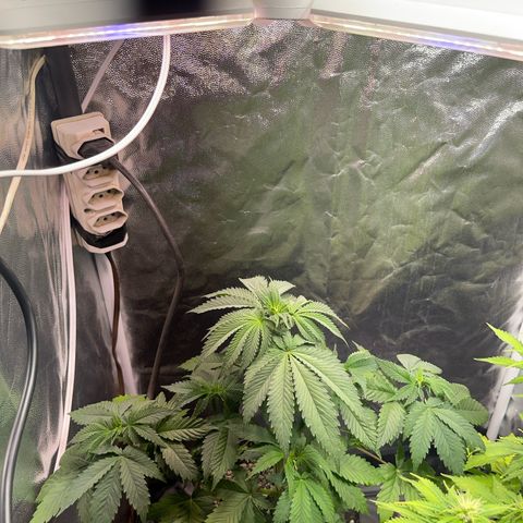 Critical Orange Punch growlog timeline photo