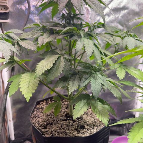 Critical Orange Punch growlog timeline photo