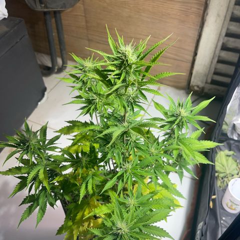 AK 47 growlog timeline photo
