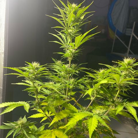 AK 47 growlog timeline photo