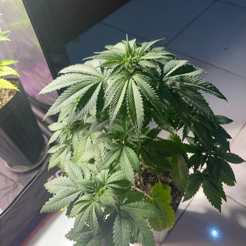 Critical Orange Punch growlog timeline photo