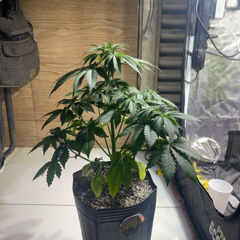 Critical Orange Punch growlog timeline photo