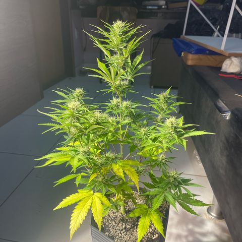 AK 47 growlog timeline photo