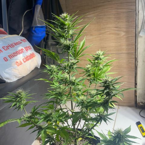 AK 47 growlog timeline photo