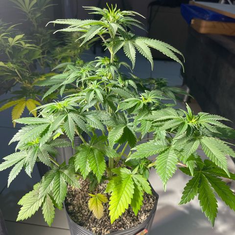 Critical Orange Punch growlog timeline photo