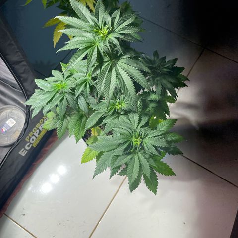 Critical Orange Punch growlog timeline photo