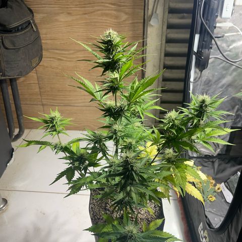 AK 47 growlog timeline photo