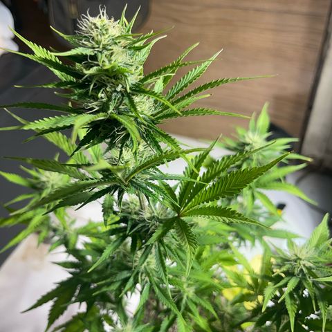 AK 47 growlog timeline photo
