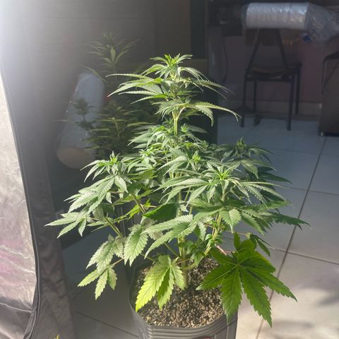 Critical Orange Punch growlog timeline photo