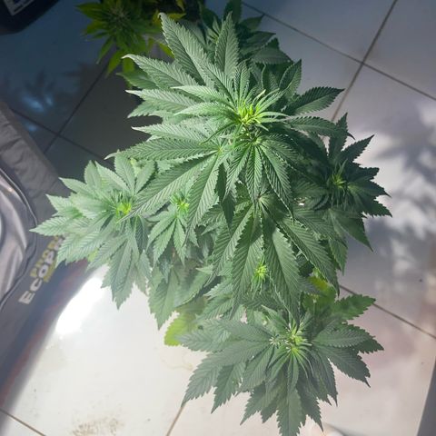 Critical Orange Punch growlog timeline photo