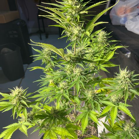 AK 47 growlog timeline photo