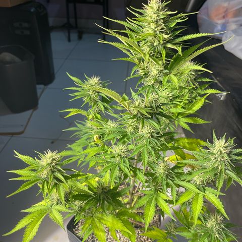 AK 47 growlog timeline photo